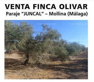 Se vende FINCA OLIVAR -Paraje "JUNCAL"- MOLLINA (Málaga)