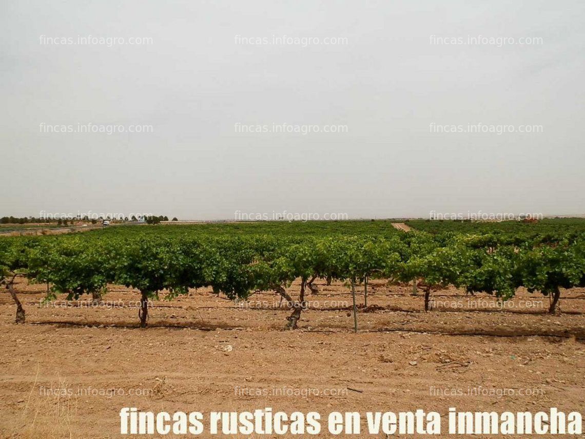 Fotos de Se vende fincas inmancha viña en espaldera regadío en Ciudad Real