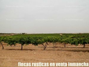 Se vende fincas inmancha viña en espaldera regadío en Ciudad Real