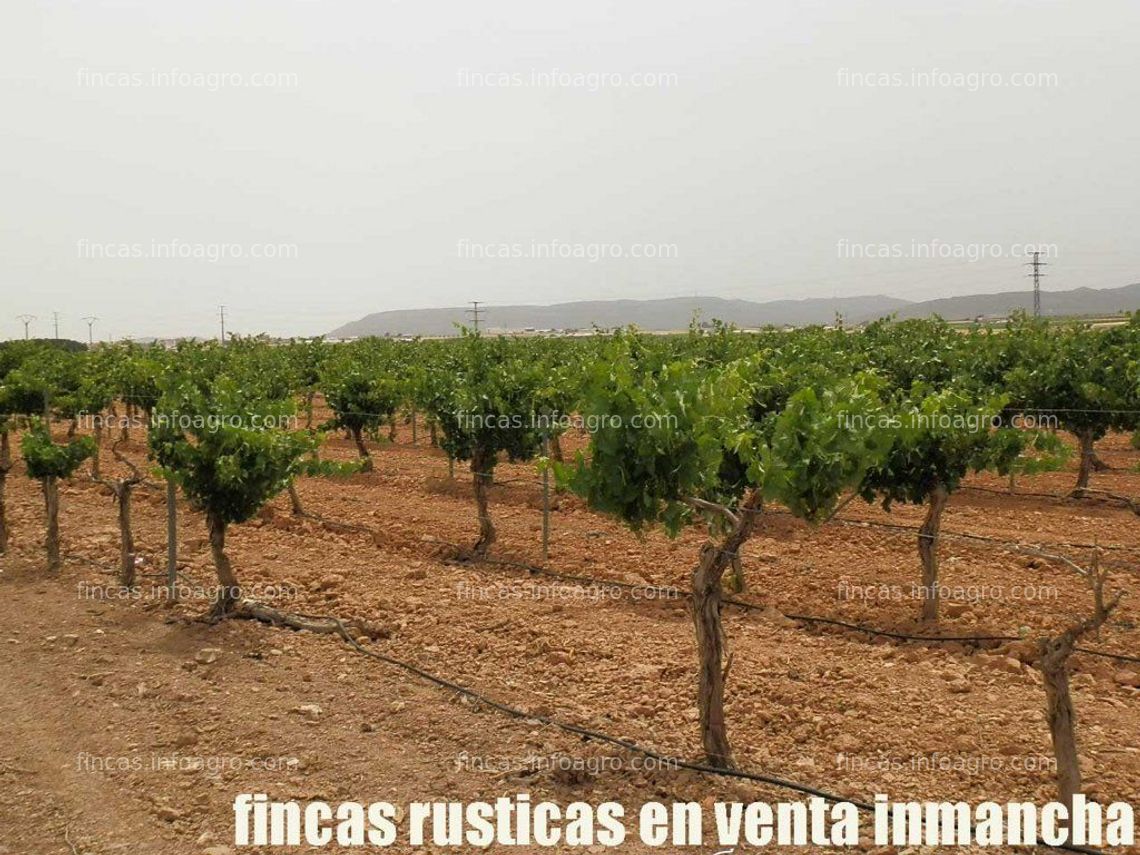 Fotos de Se vende fincas inmancha viña en espaldera regadío en Ciudad Real