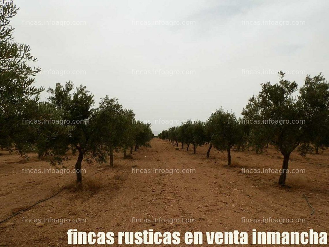 Fotos de En venta  fincas inmancha olivar viña regadío en Herencia (C.Real)