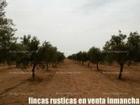 Fotos de En venta  fincas inmancha olivar viña regadío en Herencia (C.Real)