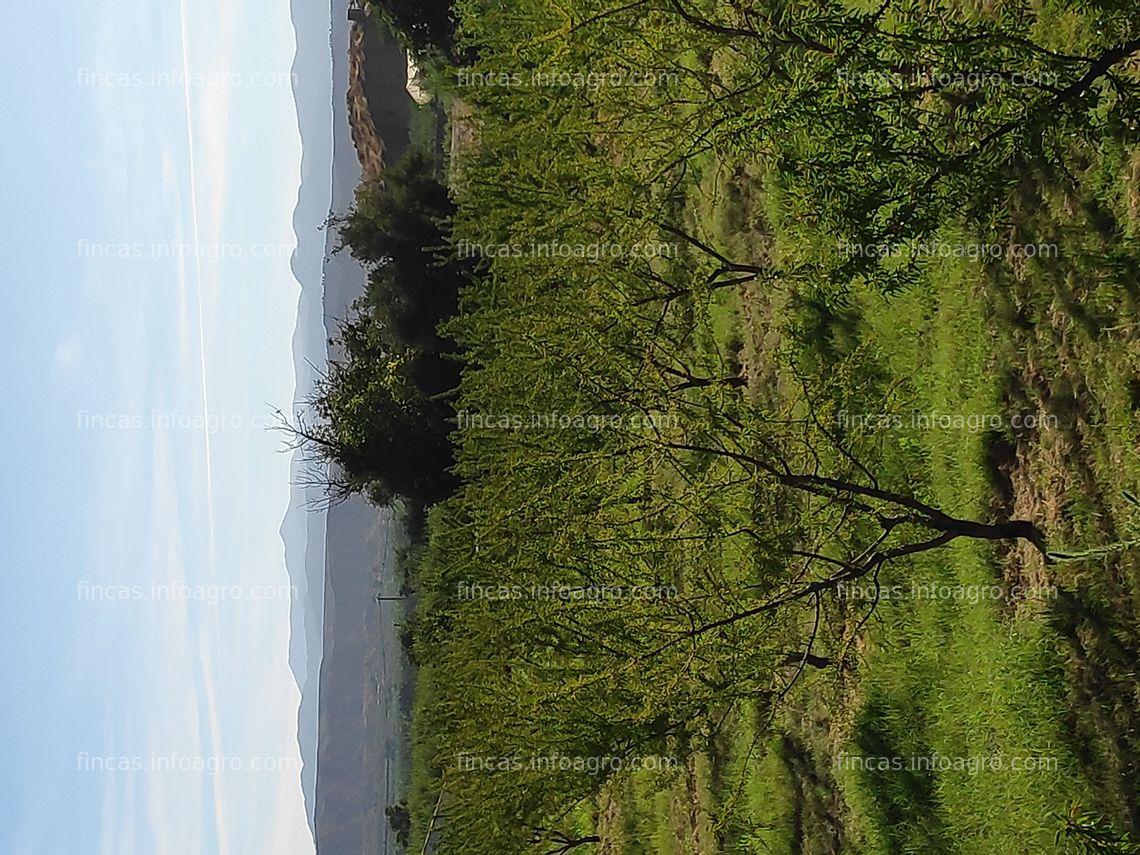 Fotos de En venta  Parcela rustica con almendros y almacén de aperos