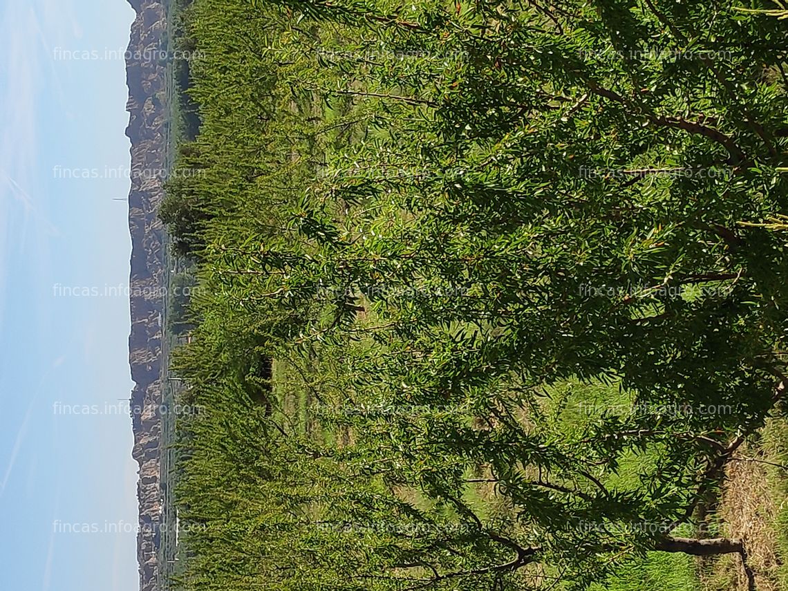 Fotos de En venta  Parcela rustica con almendros y almacén de aperos