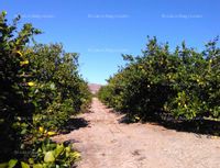 Fotos de A la venta LORCA - Finca Monte Alegre.