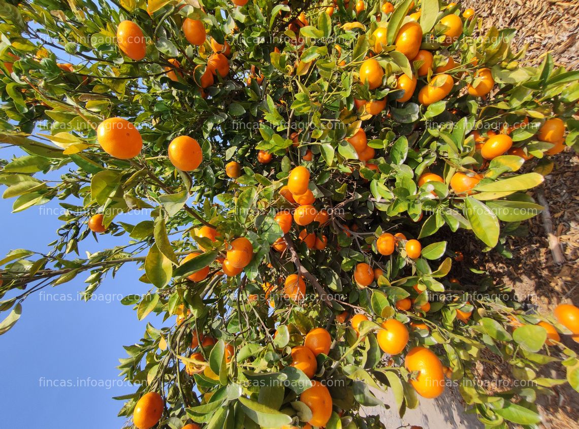 Fotos de Se vende Fundó mandarina W.murcott huacho 