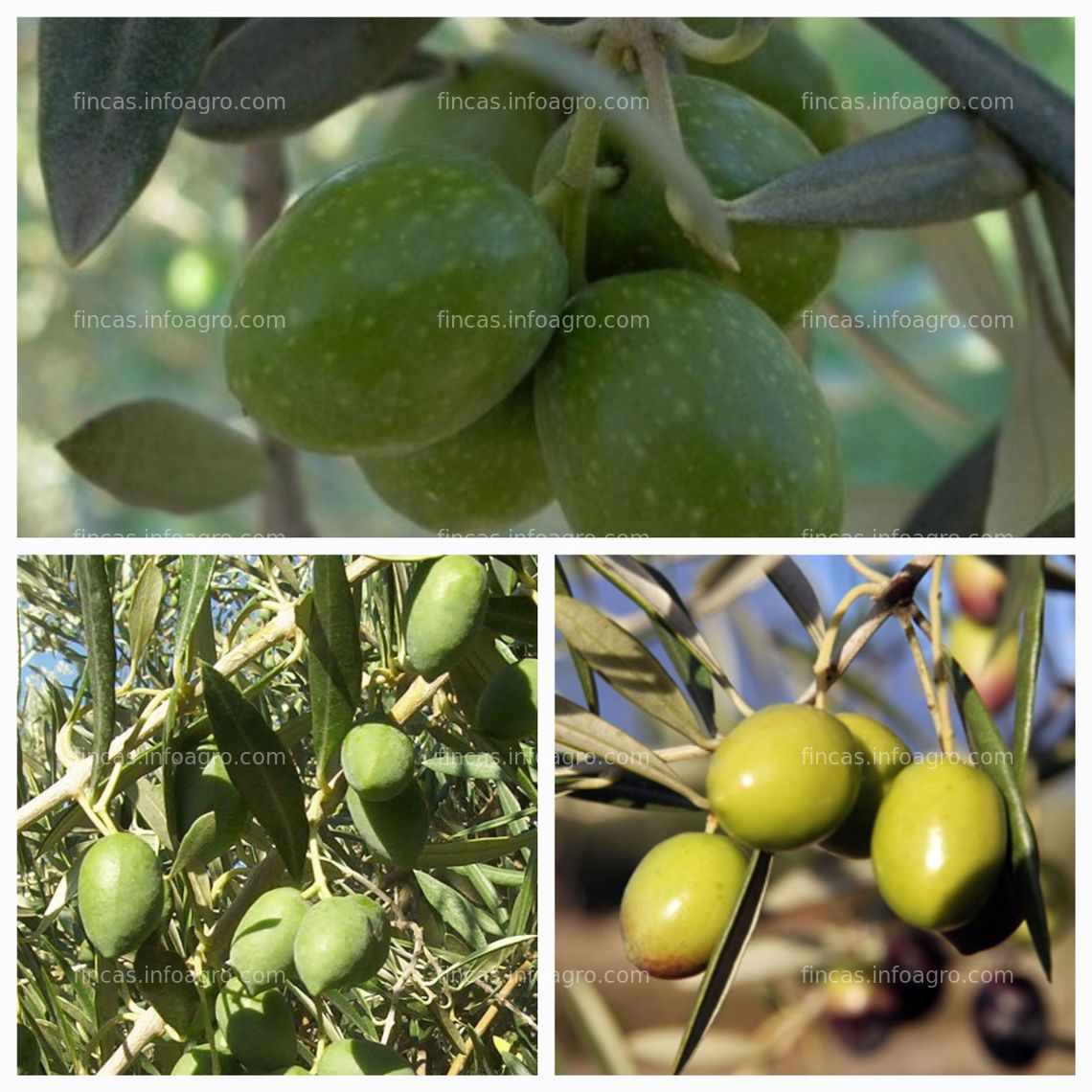 Fotos de En venta  Lote de cuatro fincas de olivos 