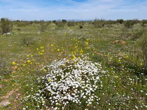 A la venta parcela ( reforestaciones ) 7.1ha ( agua ) 