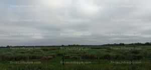 En venta  Campo Mixto de 500 Has en La Leonesa. Chaco