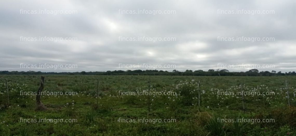 Fotos de Se vende Campo Mixto de 500 Has en La Leonesa. Chaco