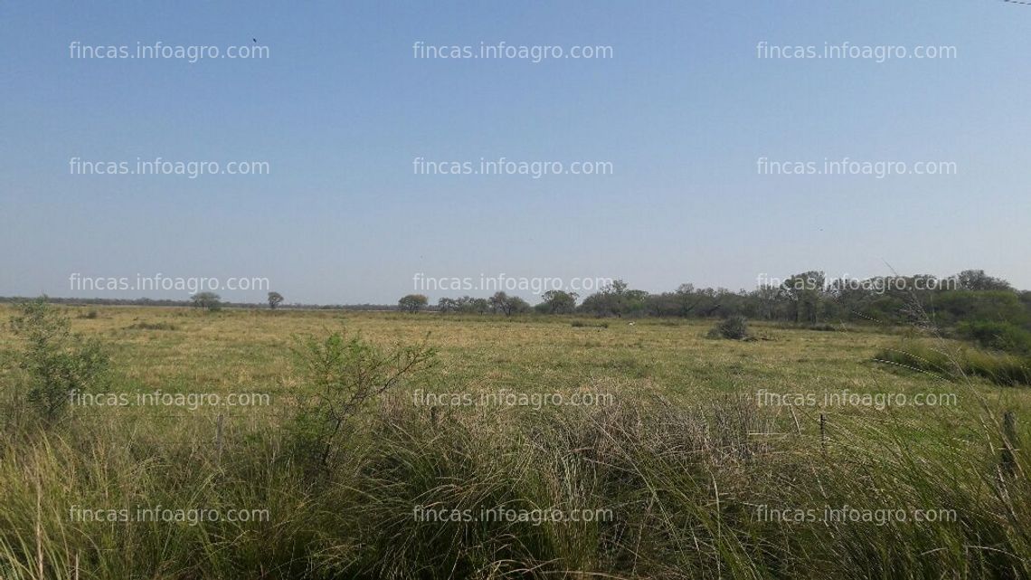 Fotos de En venta  Estancia de 3500 Has. La Escondida. Chaco. Argentina. Ap. Mixta, B° Privado, se pueden vender con 1500 animales. Brangus negro.