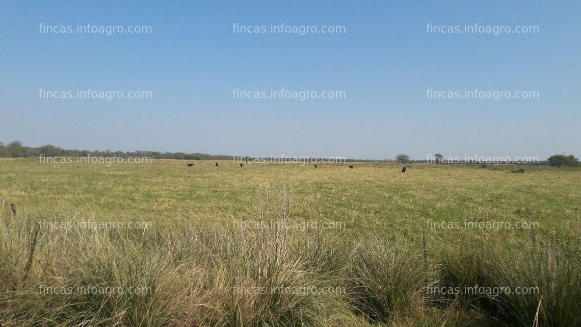 Fotos de Vendo Estancia de 3500 Has. La Escondida. Chaco. Argentina. Ap. Mixta, B° Privado, se pueden vender con 1500 animales. Brangus negro.