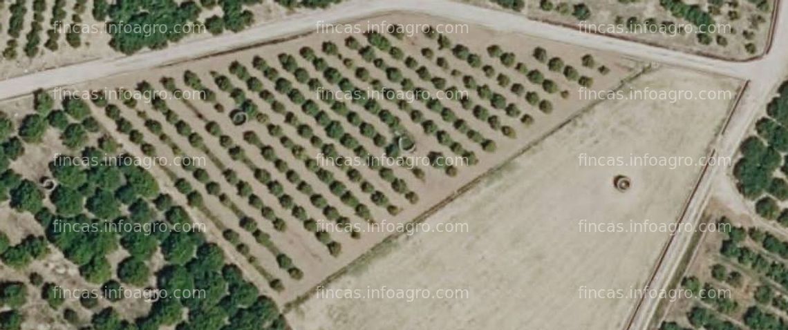 Fotos de Se vende ¡¡ GRAN OFERTA !! PLANTACIÓN JOVEN DE CITRICOS  POR 15.000 € EN CARCAGENTE (VALENCIA) 