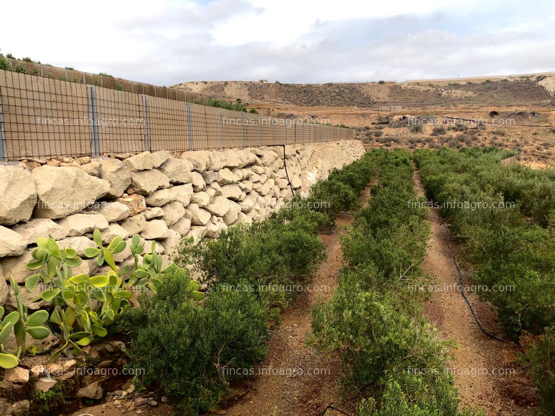 Fotos de Vendo Preciosa finca de Olivares en plena producción 