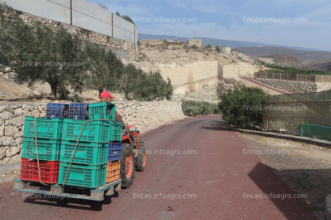 Fotos de Vendo Preciosa finca de Olivares en plena producción 