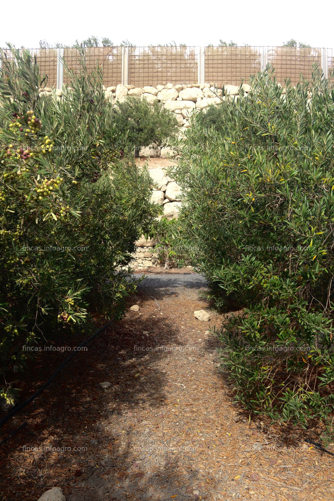 Fotos de Vendo Preciosa finca de Olivares en plena producción 