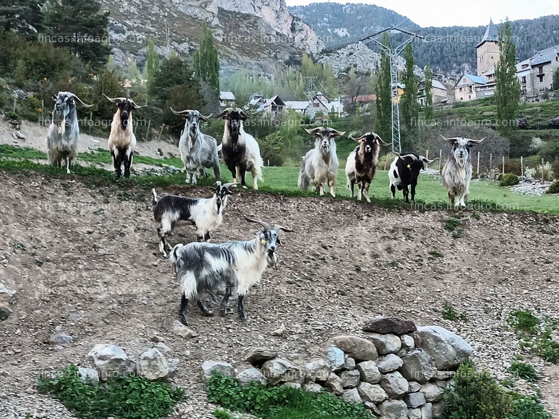 Fotos de Se vende 300 Cabras de montaña de aragón