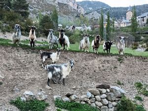 Se vende 300 Cabras de montaña de aragón