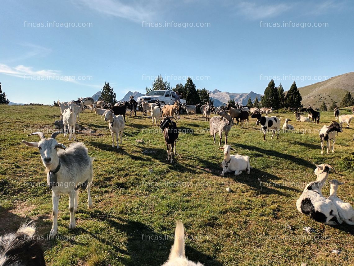 Fotos de Se vende 300 Cabras de montaña de aragón