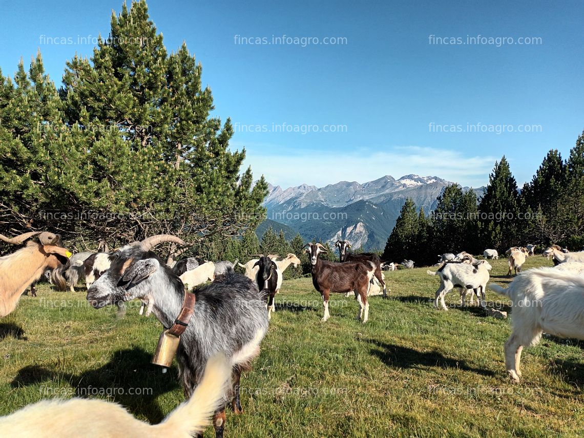 Fotos de Se vende 300 Cabras de montaña de aragón