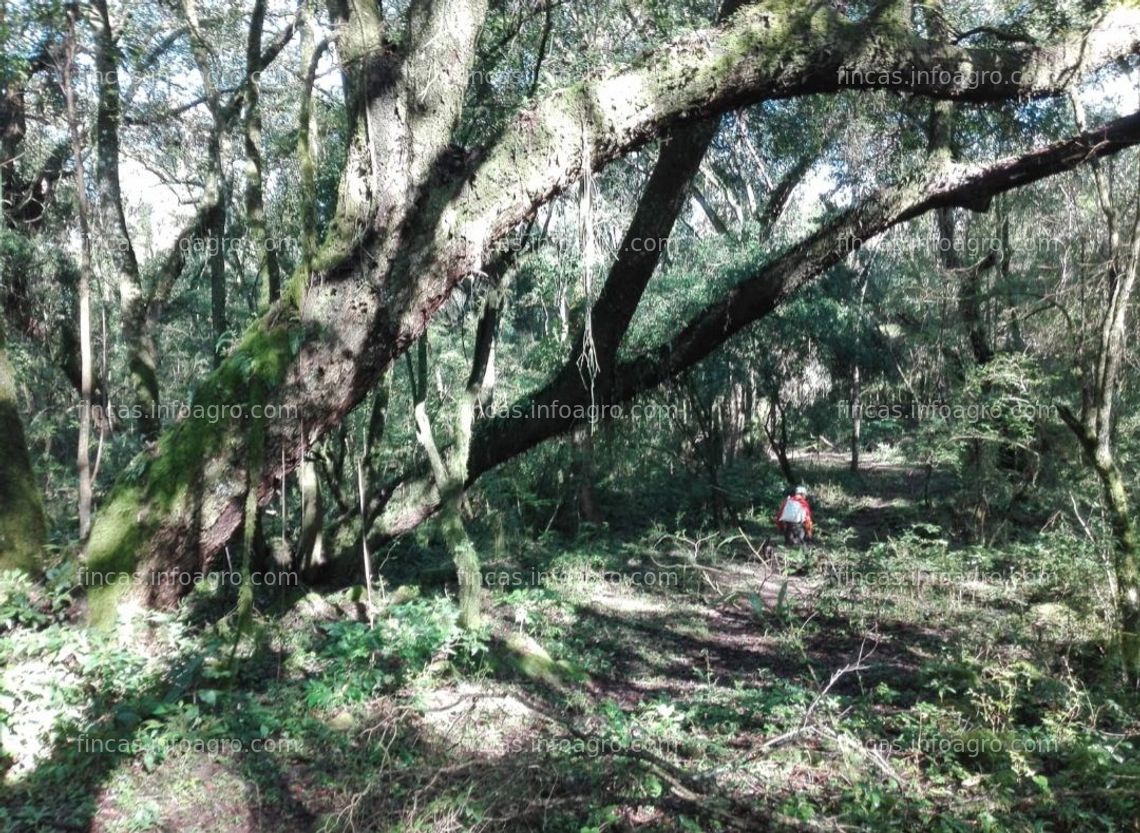 Fotos de En venta  Finca de puro bosques 