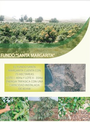 Vendo FUNDO PALTA HASS 75 HECTÁREAS EN PRODUCCIÓN