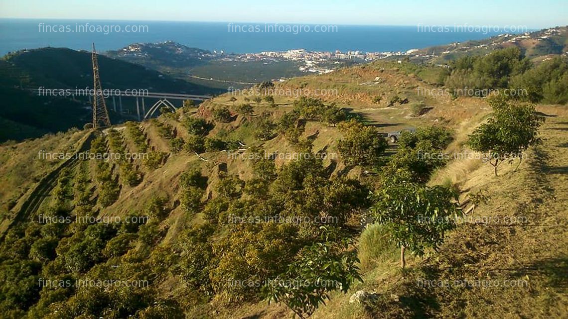 Fotos de En venta  FINCA RUSTICA EN PLENA PRODUCCION EN PARAJE BARRANCO DE ITRABO (ALMUÑÉCAR)