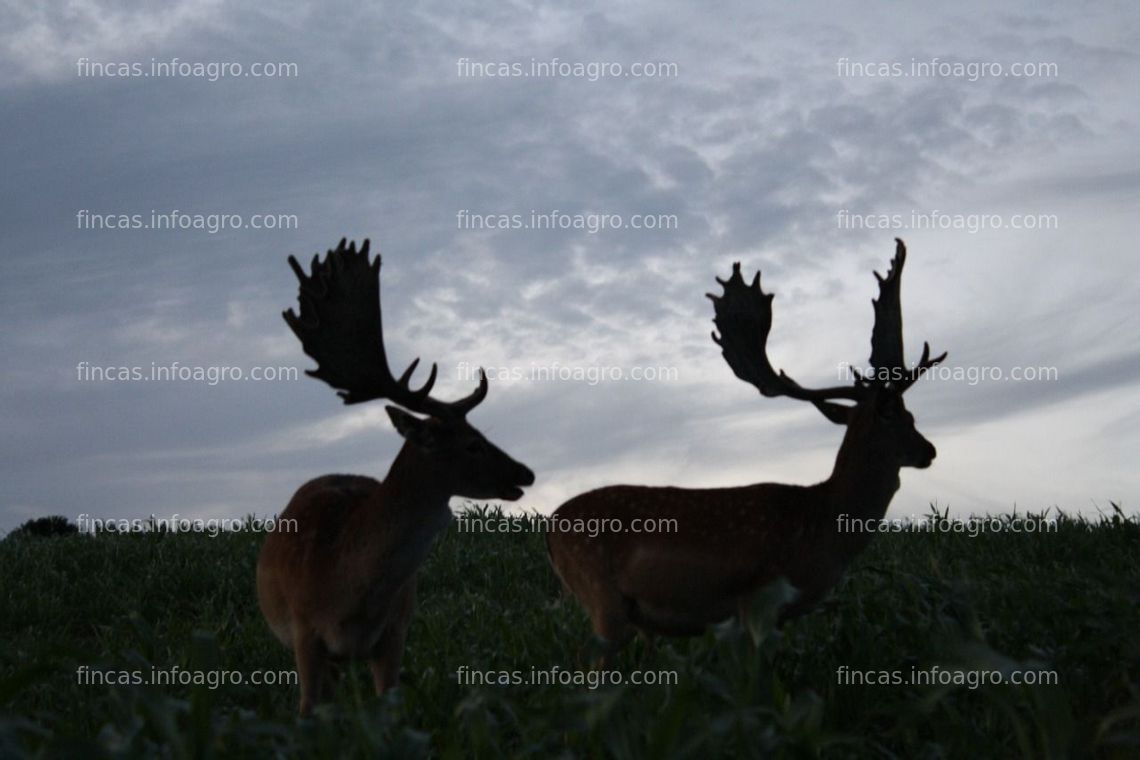 Fotos de En venta  Coto de caza EN ARGENTINA - reproductores a otros cotos - Hermosos paisajes