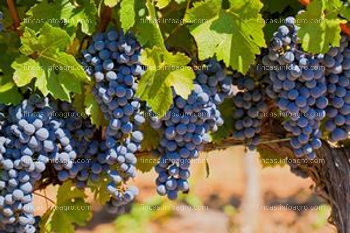 Fotos de Se alquila uva cosechera variedad garnacha termino municipal tarazona 