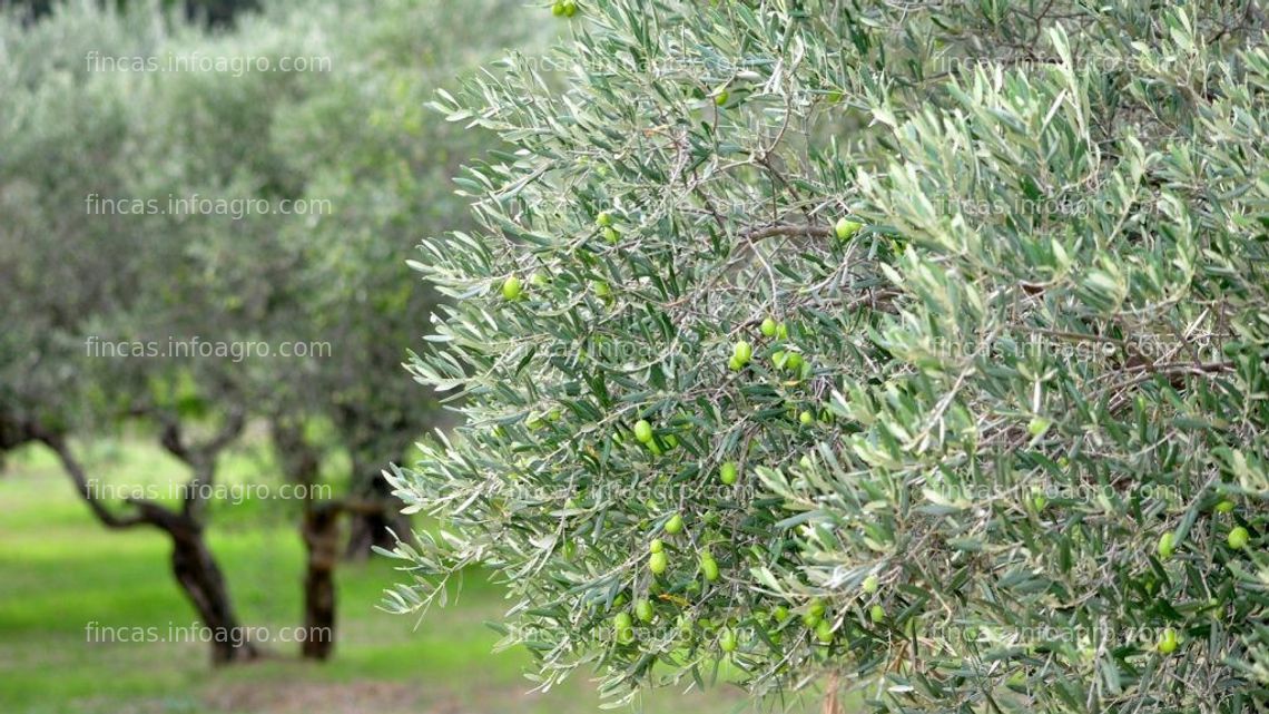 Fotos de En alquiler se arrienda terreno con olivos variedad alberquina 