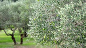En alquiler se arrienda terreno con olivos variedad alberquina 