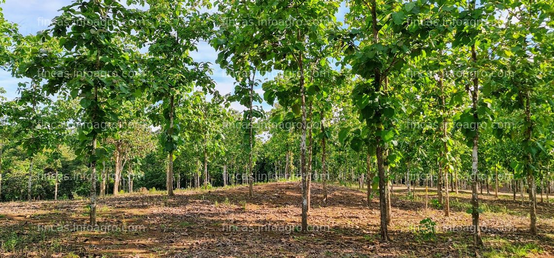 Fotos de Vendo PANAMA - Fincas Tituladas y Segregadas 100% Financiadas SIN INTERES.