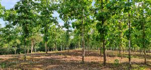 A la venta PANAMA - Fincas Tituladas y Segregadas 100% Financiadas SIN INTERES.