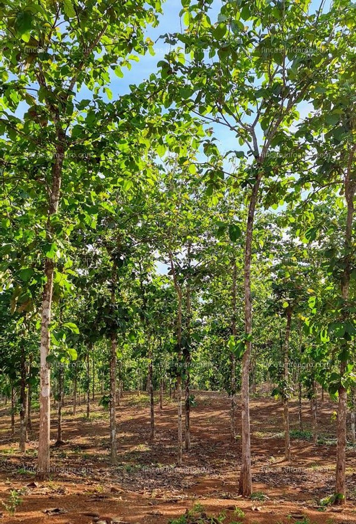 Fotos de A la venta PANAMA - Fincas Tituladas y Segregadas 100% Financiadas SIN INTERES.