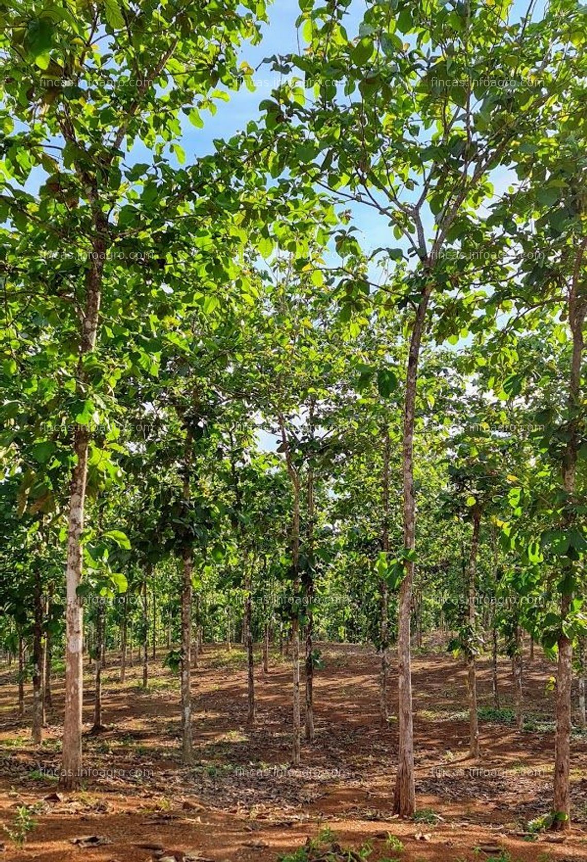 Fotos de Vendo PANAMA - Fincas Tituladas y Segregadas 100% Financiadas SIN INTERES.