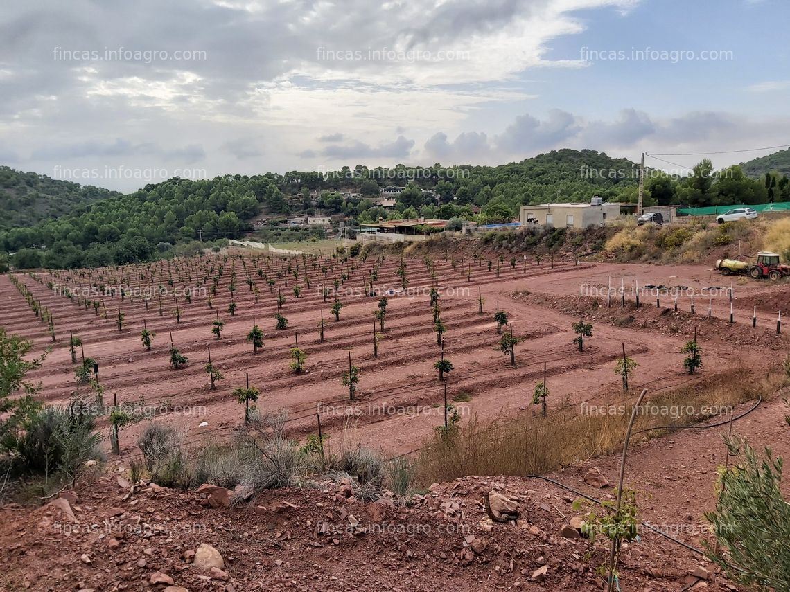 Fotos de En venta  finca de aguacates, clementina y naranjas