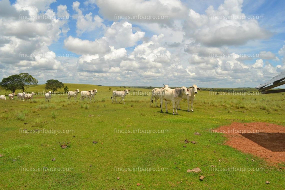 Fotos de En venta  Proyecto FORESTAL- PECUARIO de alta rentabilidad