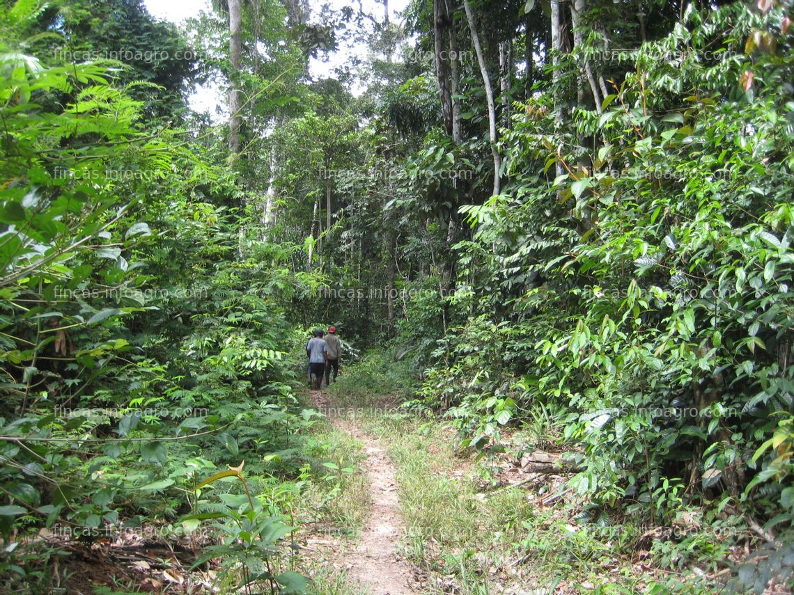 Fotos de A la venta Pucallpa-Campoverde remato terreno titulado 170 ha para palma aceitera, ganadería, cacao y forestación
