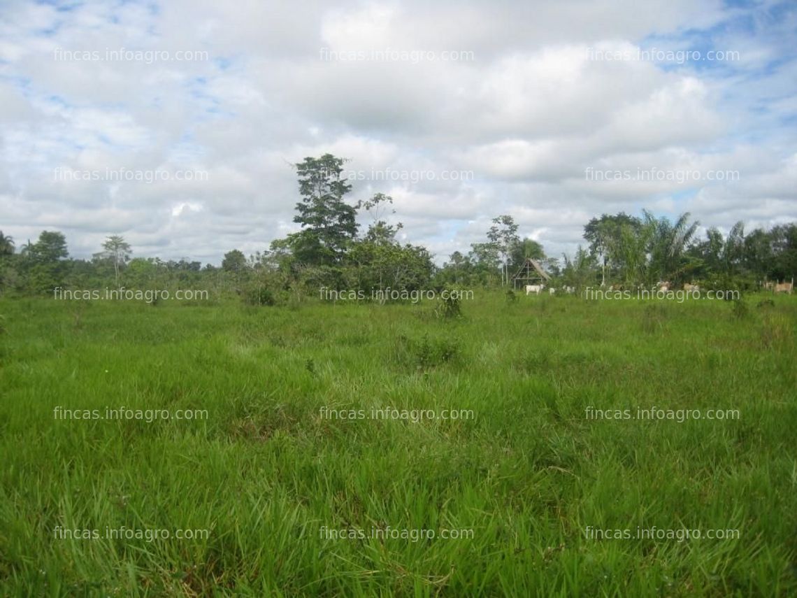 Fotos de A la venta Pucallpa-Campoverde remato terreno titulado 170 ha para palma aceitera, ganadería, cacao y forestación