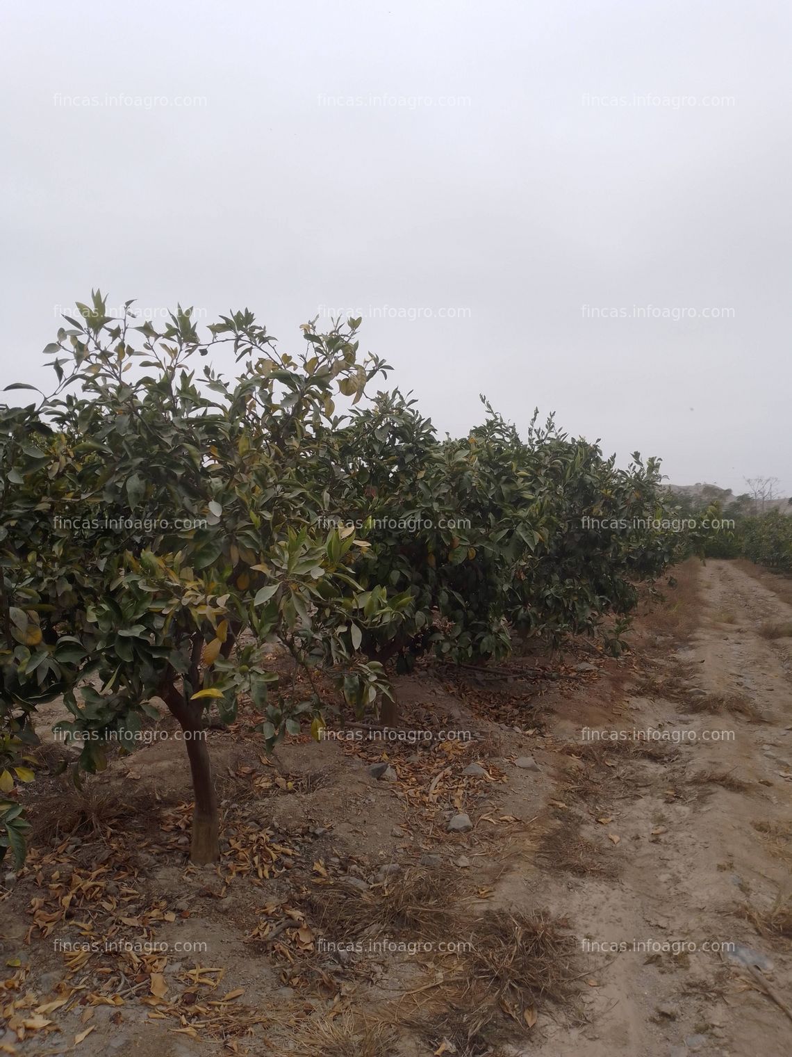 Fotos de Vendo Terreno agrícola, con sembrio de mandarina.