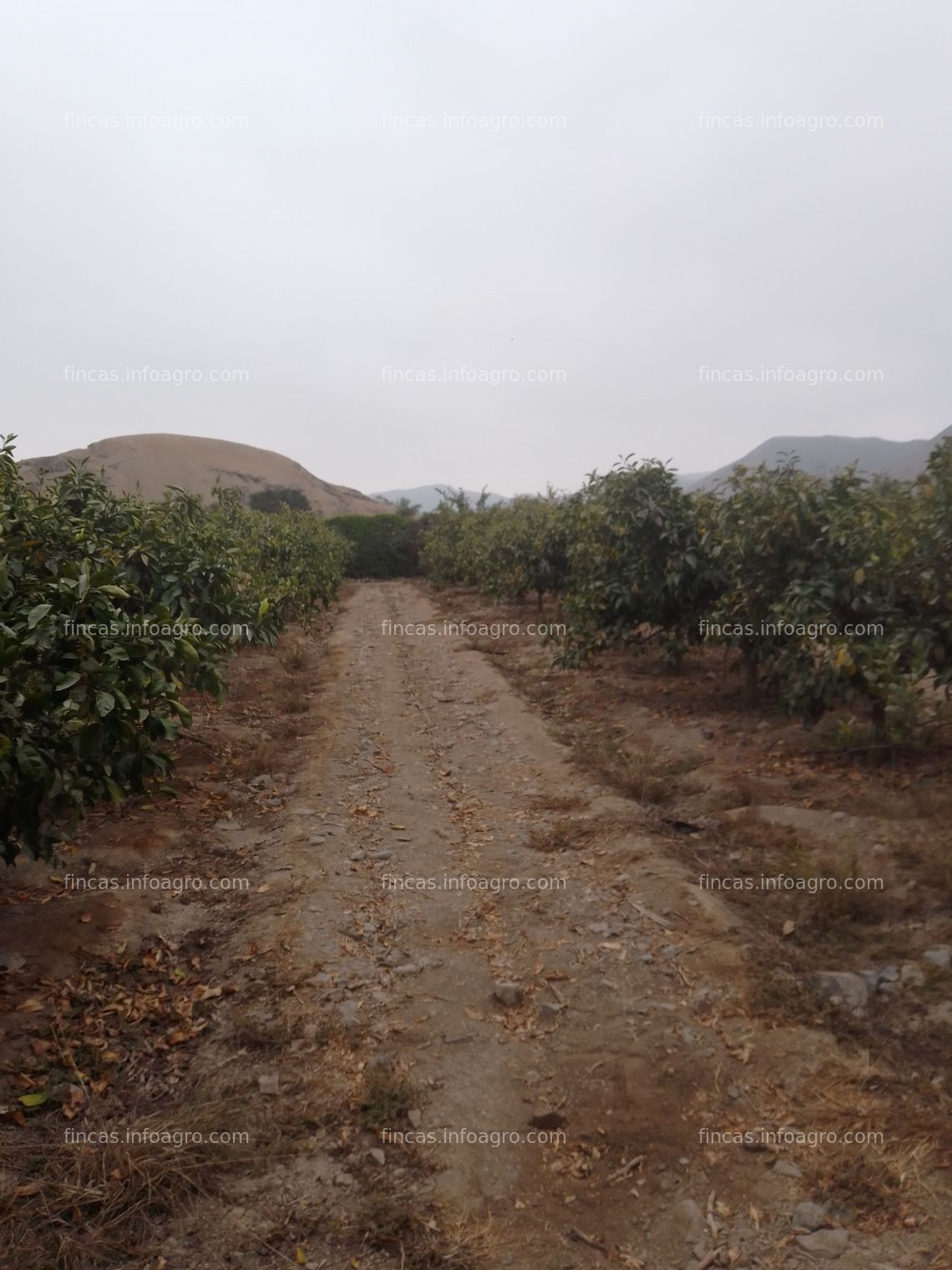 Fotos de Vendo Terreno agrícola, con sembrio de mandarina.