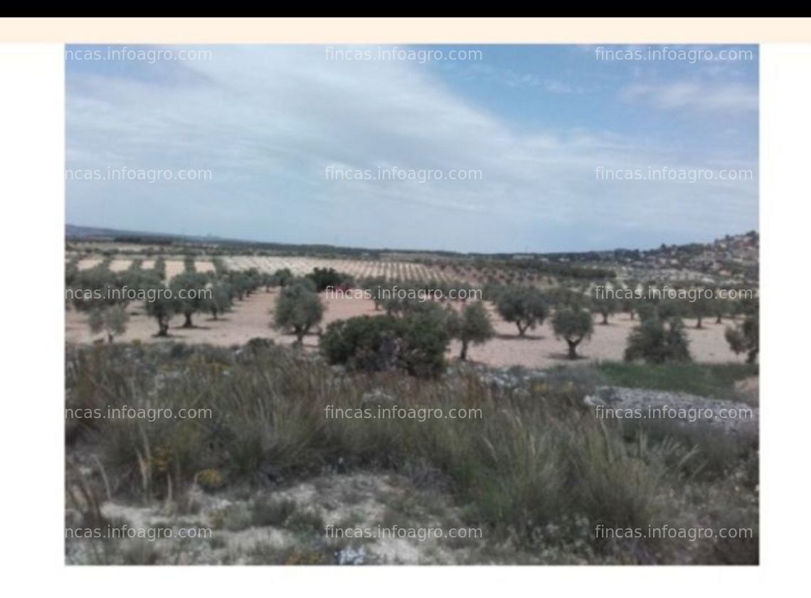 Fotos de Vendo OLIVAR ECOLÓGICO a 40km de MADRID