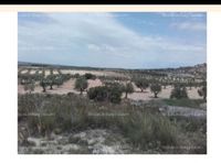 Fotos de Vendo OLIVAR ECOLÓGICO a 40km de MADRID