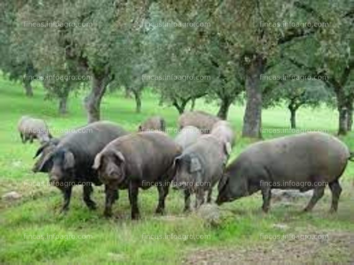 Fotos de En venta  FINCA DE GANADO PORCINO 100% IBERICOS