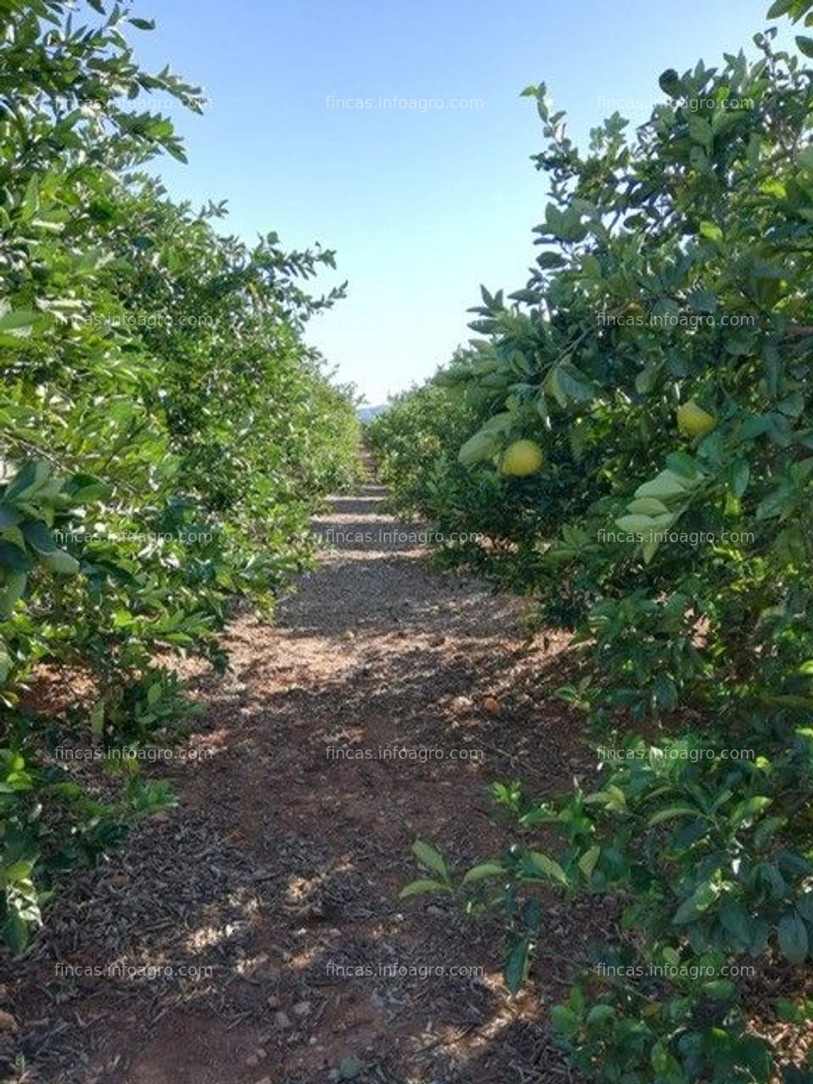 Fotos de En venta  FINCA DE NARANJOS EN COTES, VALENCIA