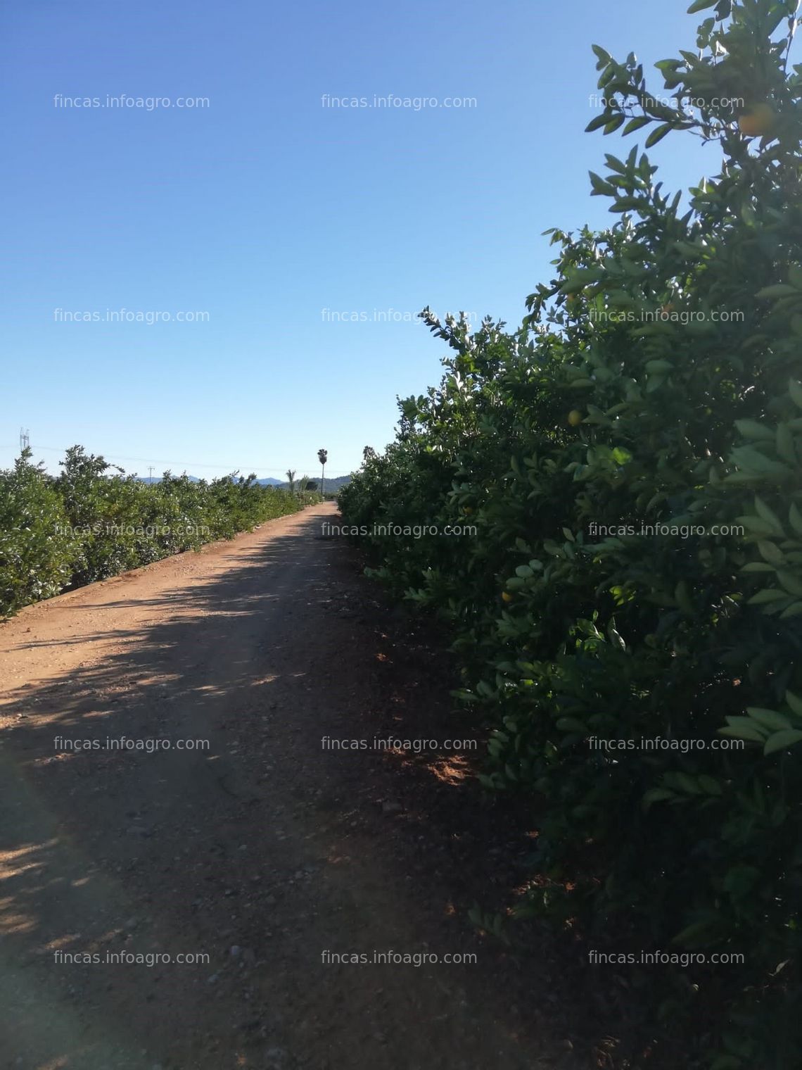 Fotos de En venta  FINCA DE NARANJOS EN COTES, VALENCIA