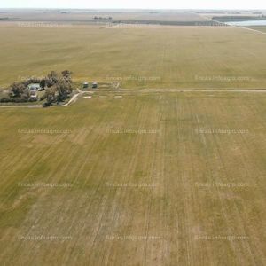 Vendo Finca Agrícola y Ganadera  en Argentina - Provincia de Buenos Aires, 332 hectáreas