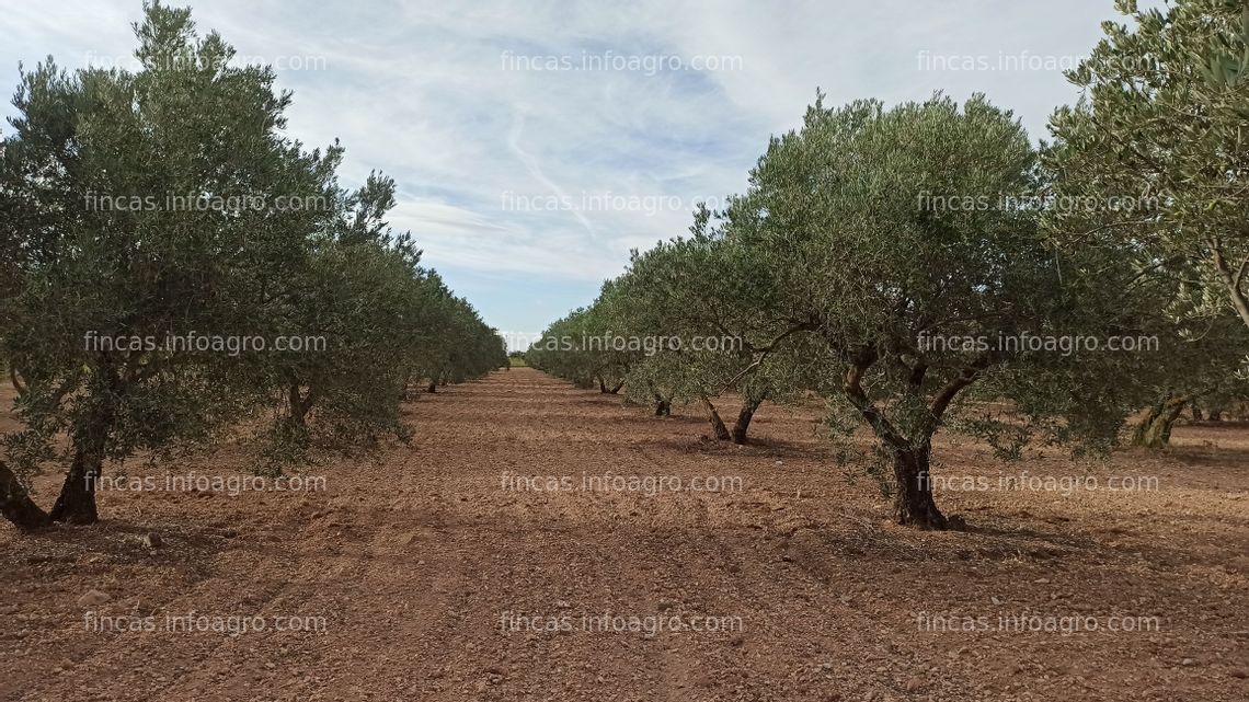 Fotos de En venta  Tierra de olivos