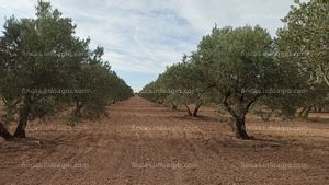 En venta  Tierra de olivos