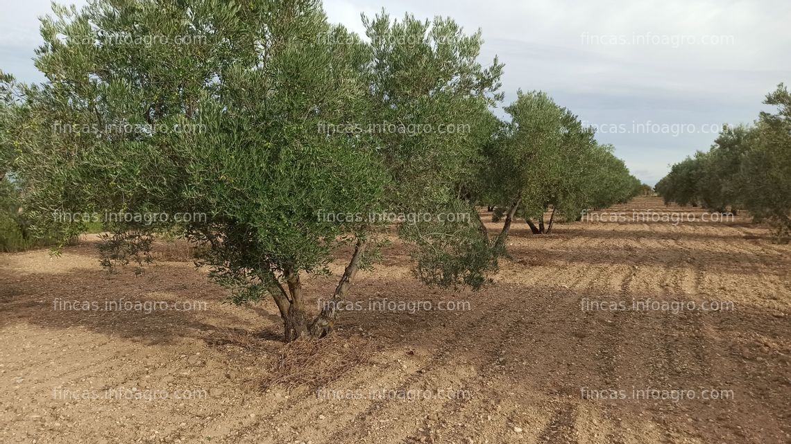 Fotos de En venta  Tierra de olivos